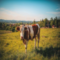 Beef Tallow Balm: het oude geheim dat moderne huidverzorging herontdekt