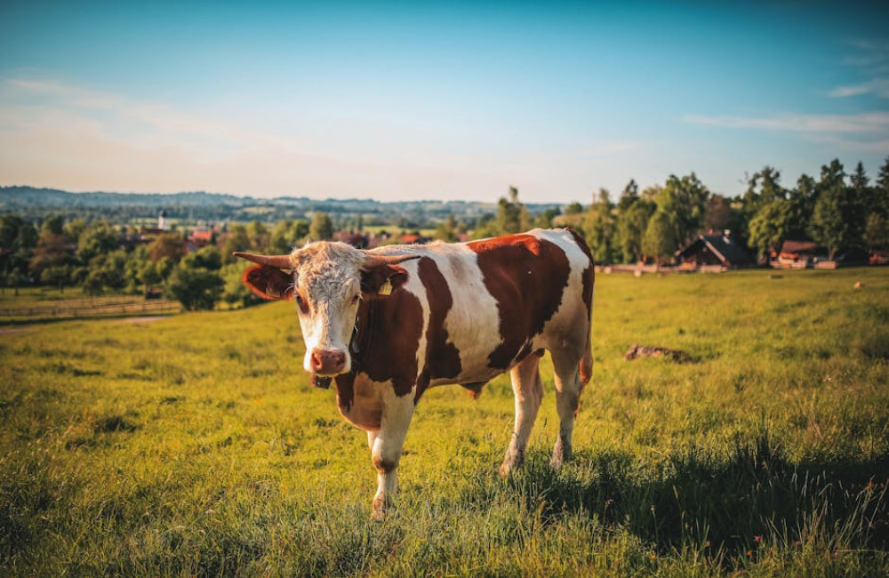 Beef Tallow Balm: het oude geheim dat moderne huidverzorging herontdekt